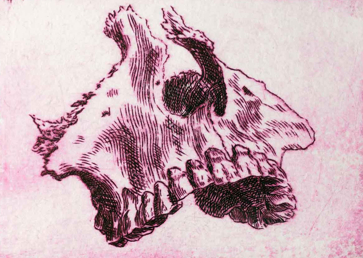 Oberkiefer nach William Cheselden